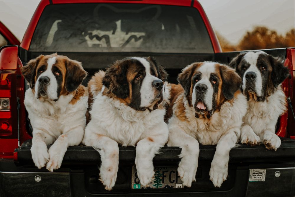 Five Saint Bernard dogs resting on tailgate of red pickup truck.