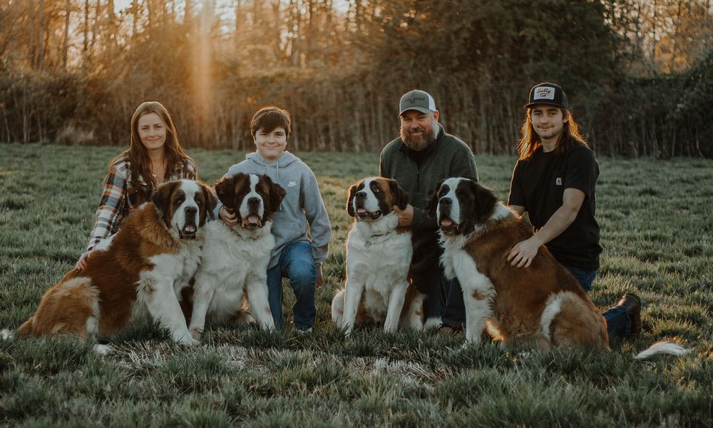 Family of four posing with three Saint Bernard dogs in field at golden hour.