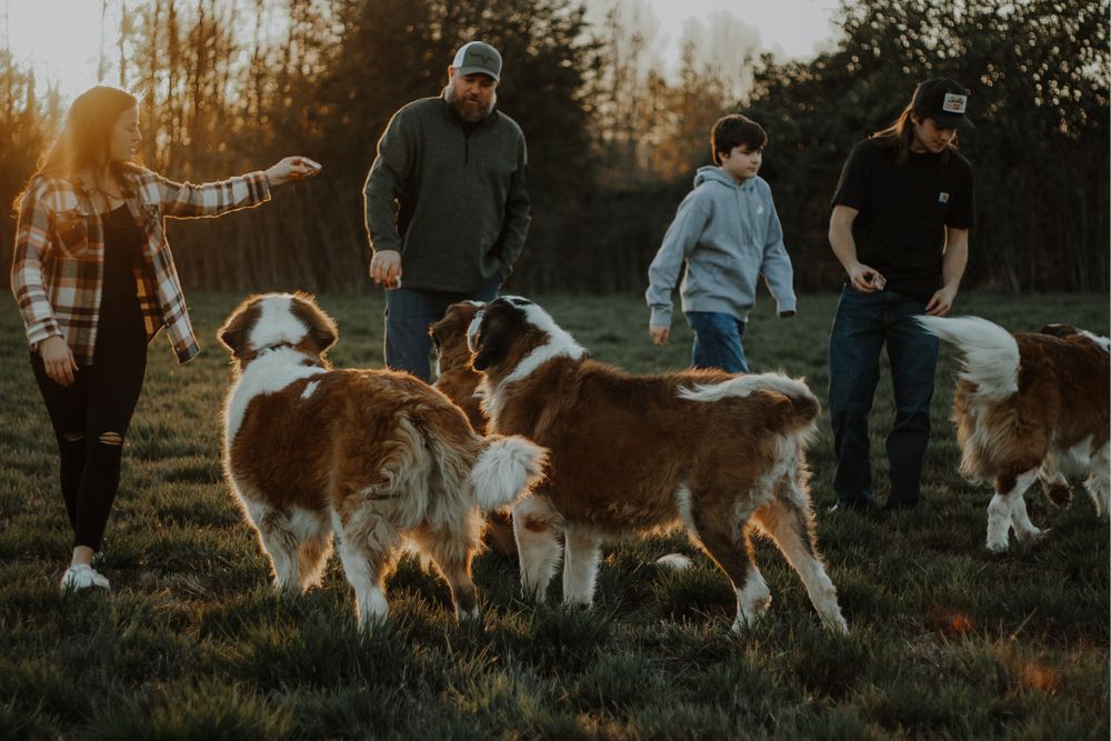 Family walking with three Saint Bernard dogs in open field during sunset.