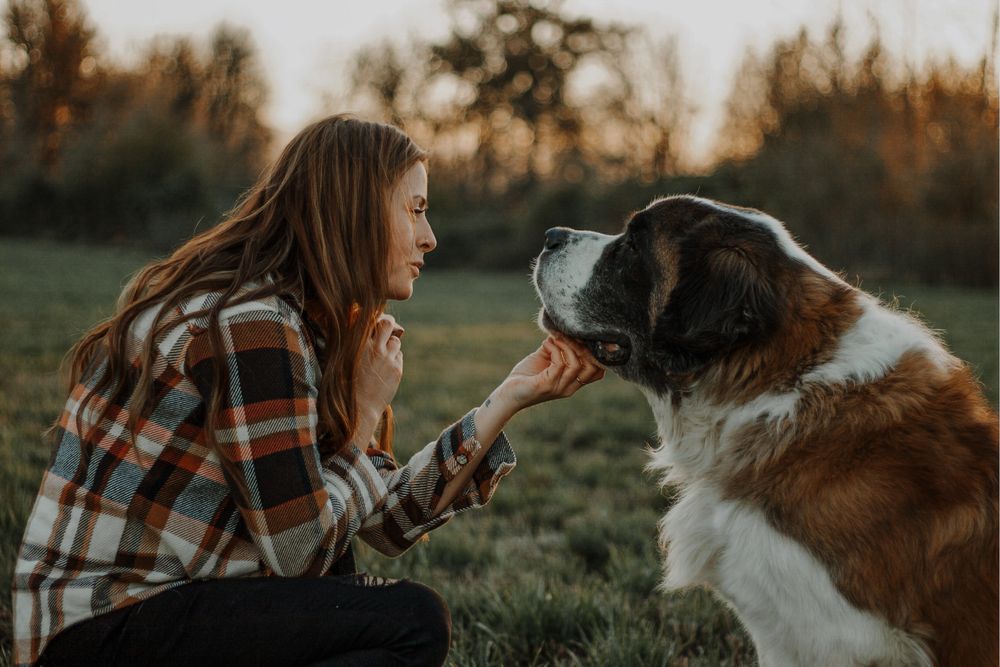 Young woman in plaid shirt feeding a Saint Bernard dog in a golden hour field.