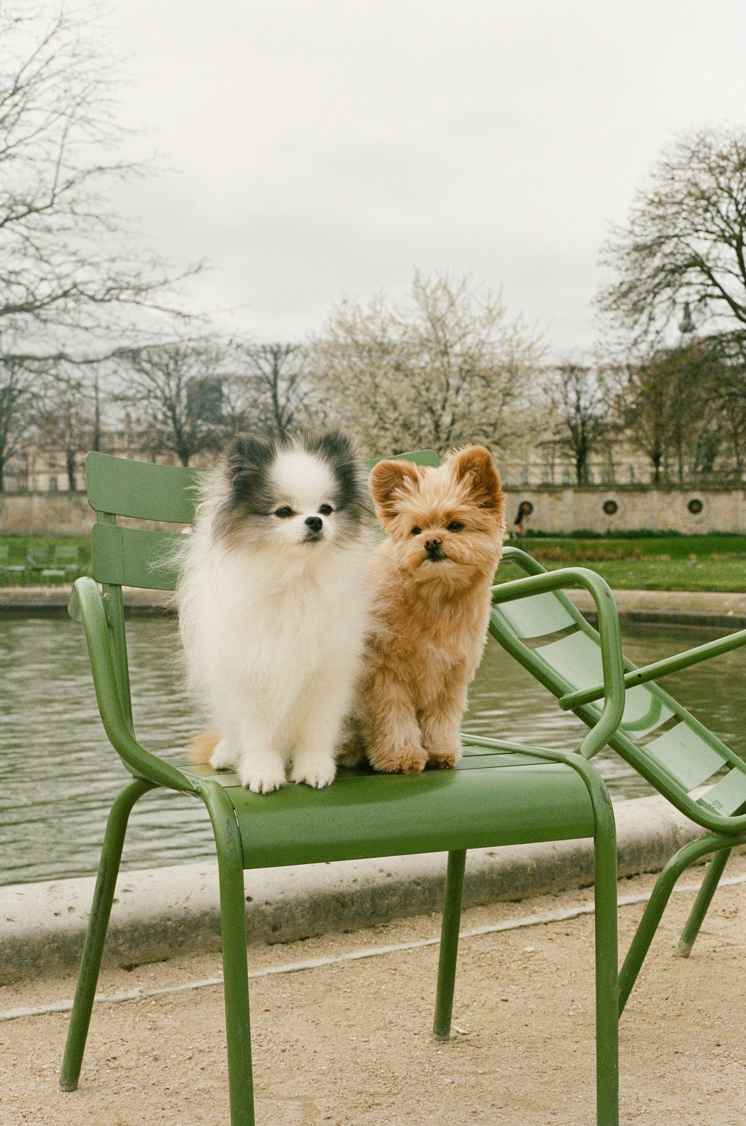 Two small dogs, a white Pomeranian and brown terrier, sit together on a green park chair near a pond.