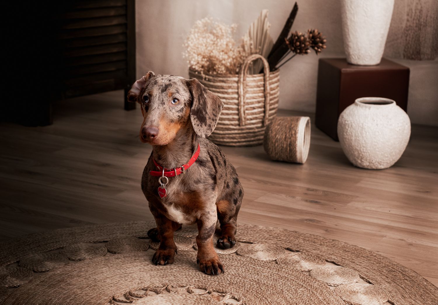 fotografia di famiglia a bruino torino - tema animali domestici, quattro zampe e pelosetti