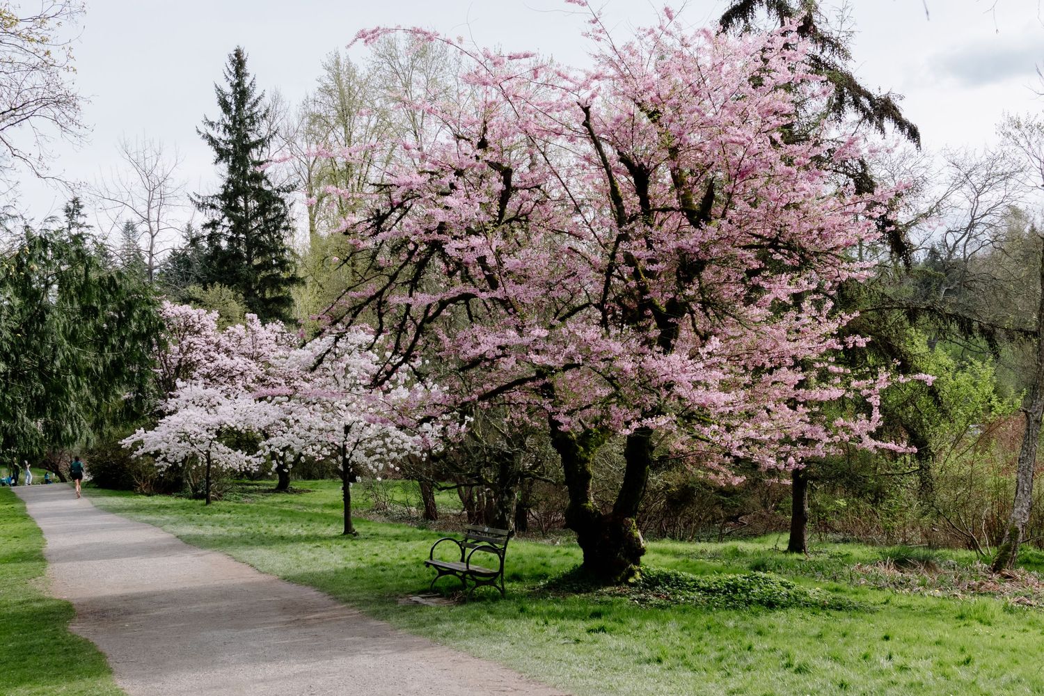 Wide view of a large cherry blossom tree in full bloom surrounded by green grass and trees. Washington Park Arboretum