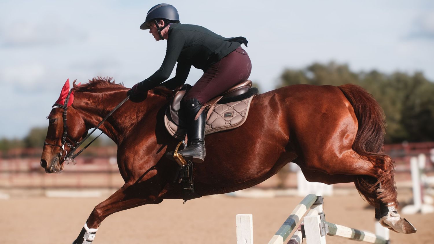 Horse and rider teamwork, athleticism, and elegance. English show jumping. Outdoor arena, Wimberley, Texas.