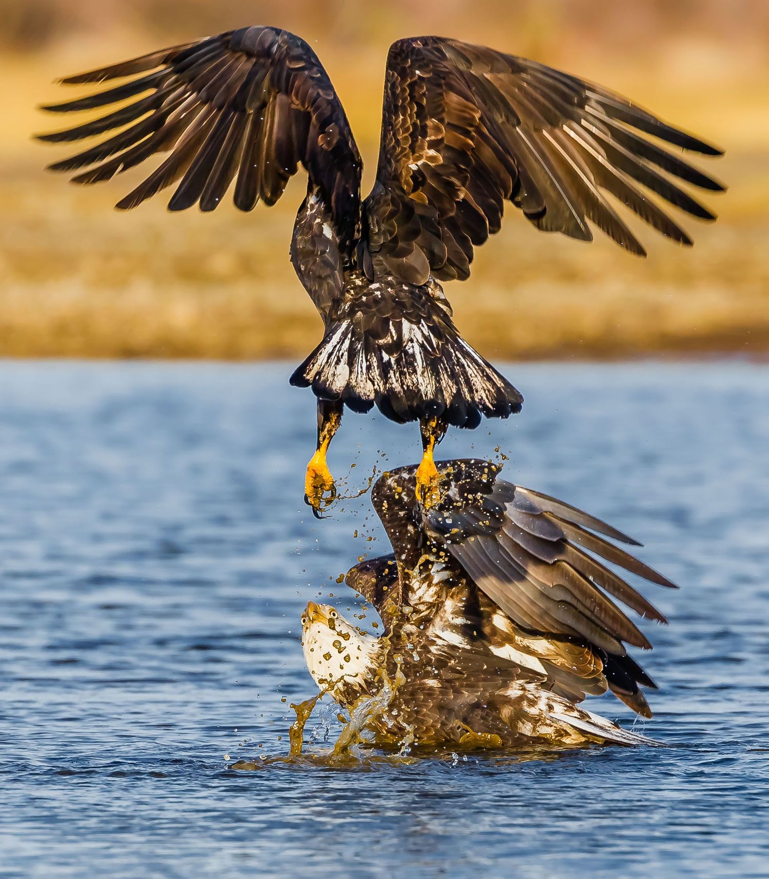 Bald Eagle