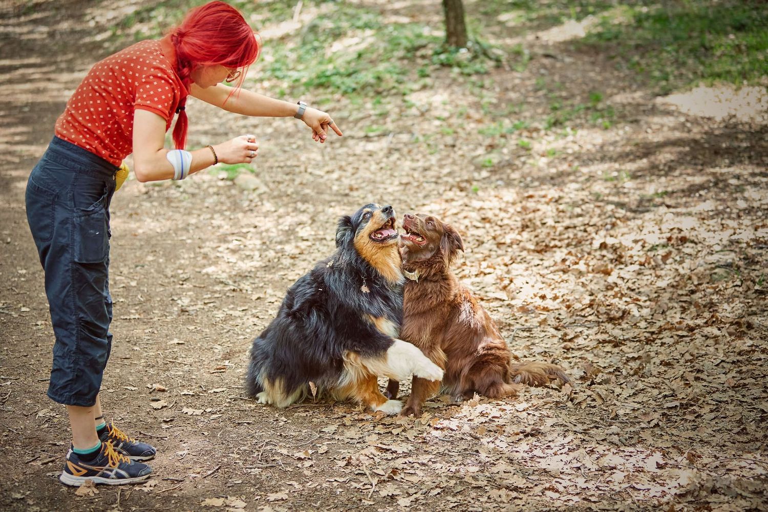 .photographie canine
