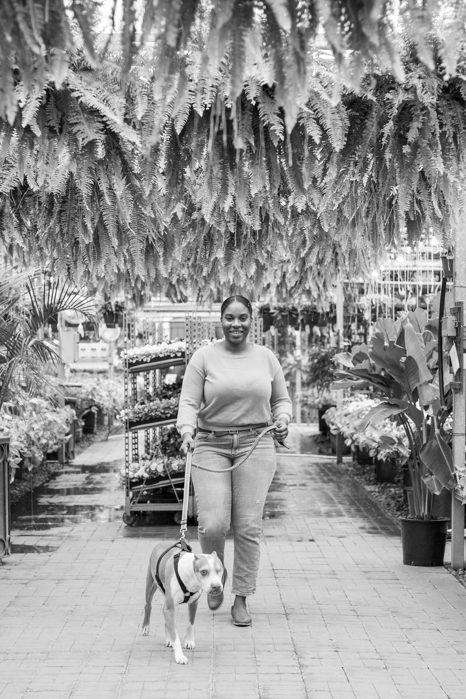 Person walking dog beneath hanging garden displays in greenhouse.