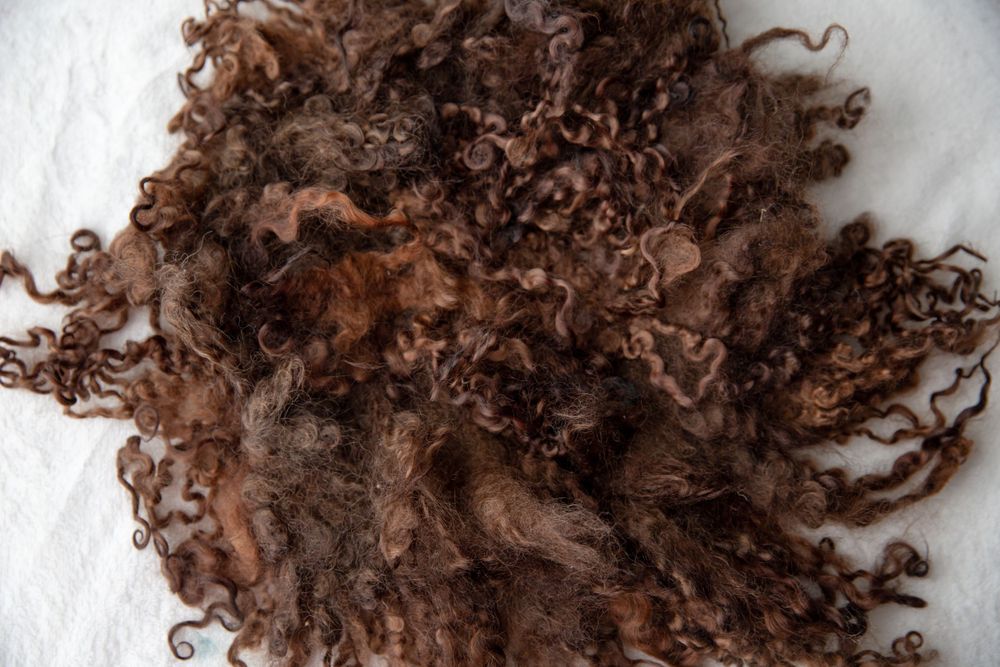 Dark brown curly natural wool locks spread on white fabric for newborn photography props.