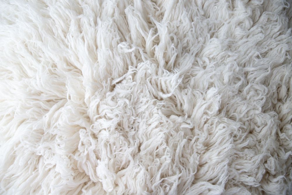 Close-up of soft white fluffy natural wool fleece texture background.