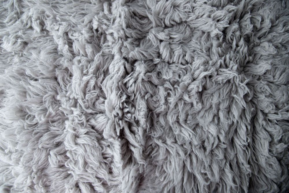 Close-up texture of soft light gray curly wool fleece background.