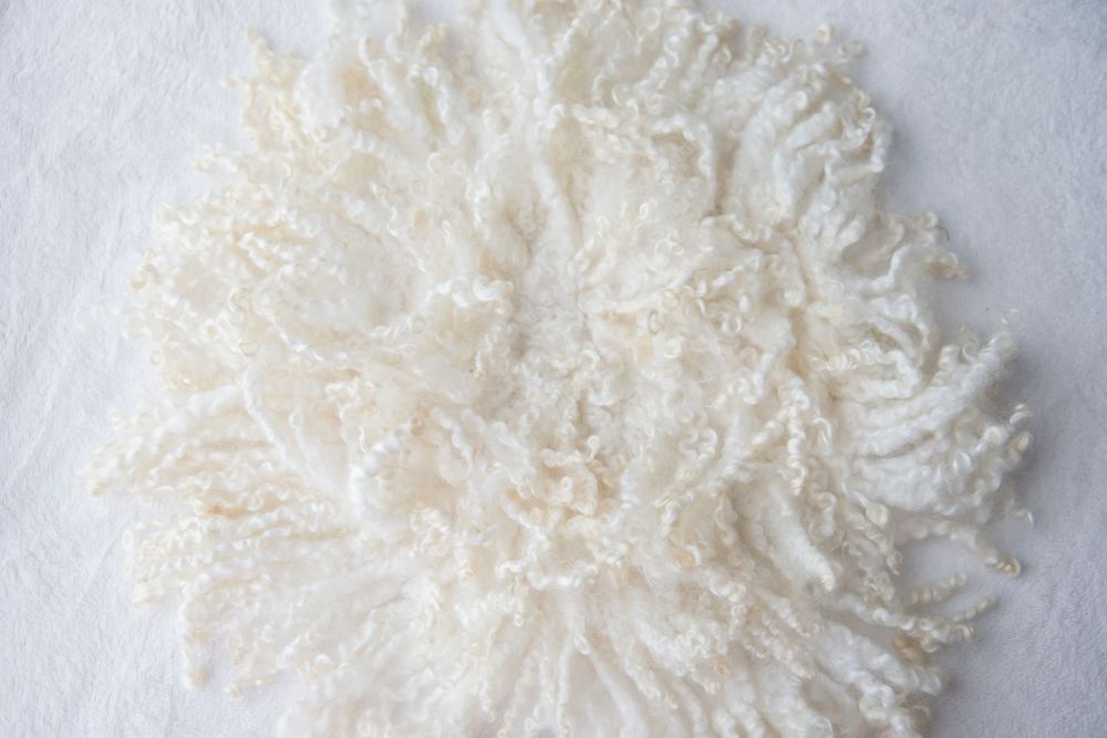 Round white fluffy wool fleece with soft curly texture on white background.