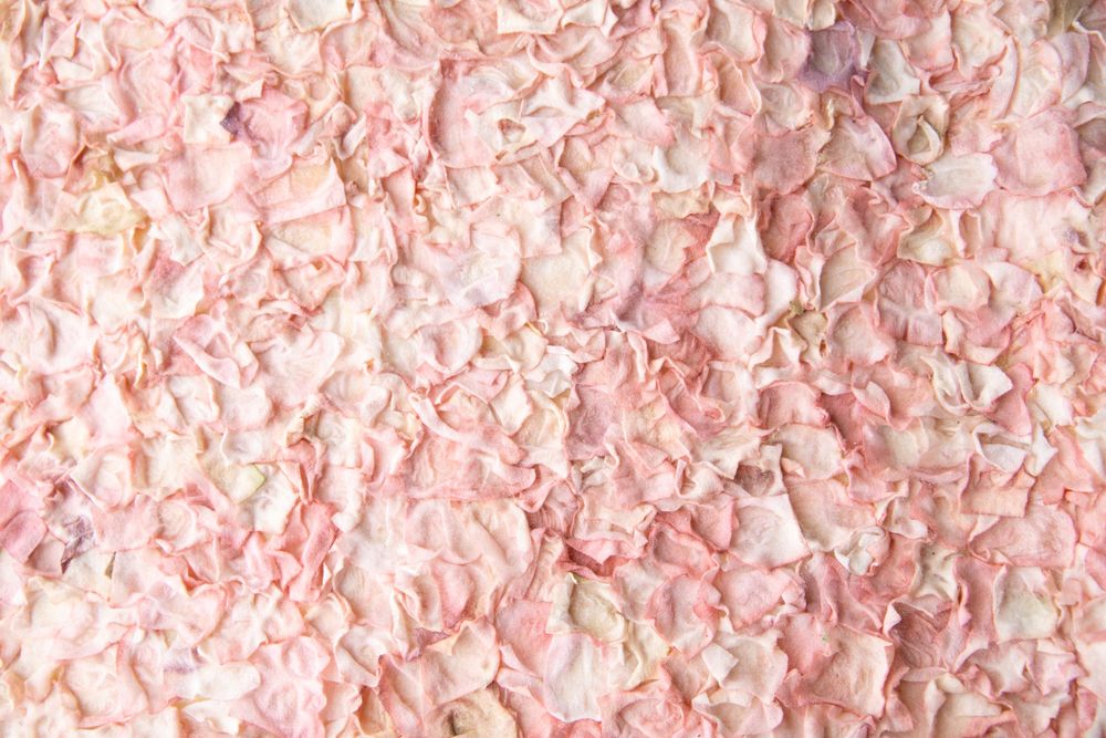 Soft pink rose petal wall backdrop for photography.