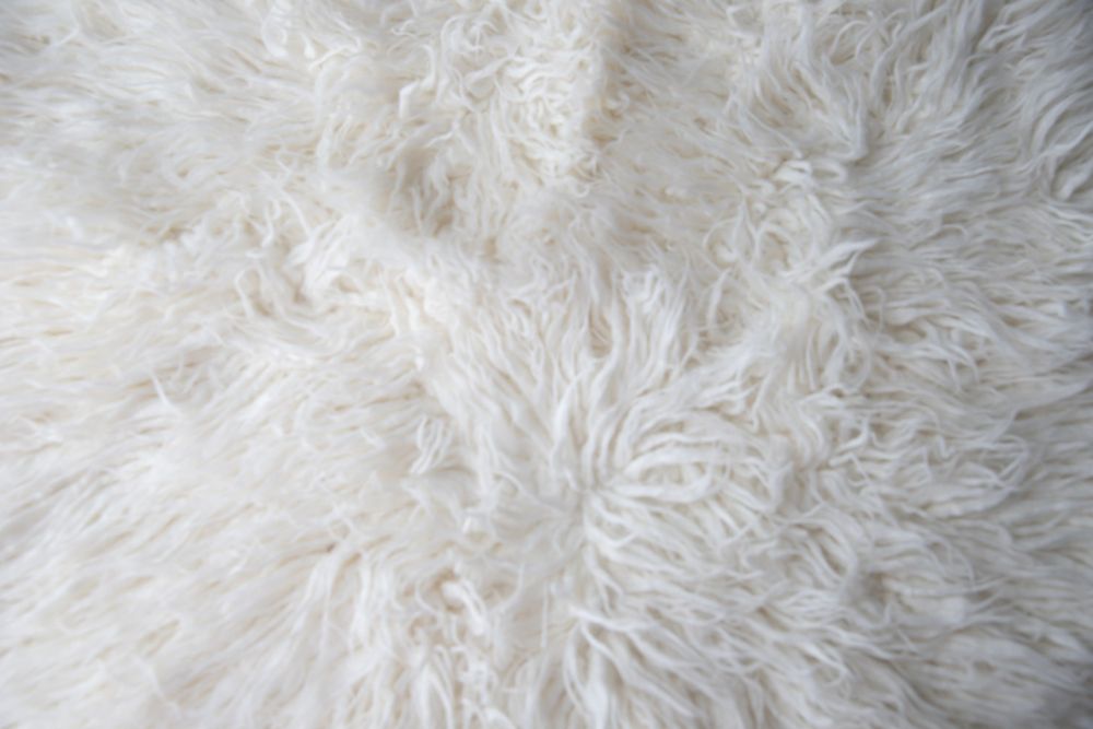 Close-up of soft white fluffy Mongolian lamb fur texture background.