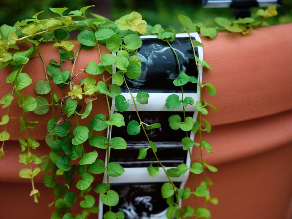 Lush green trailing plant cascading over a terracotta pot with a vertical white planter insert outdoors.