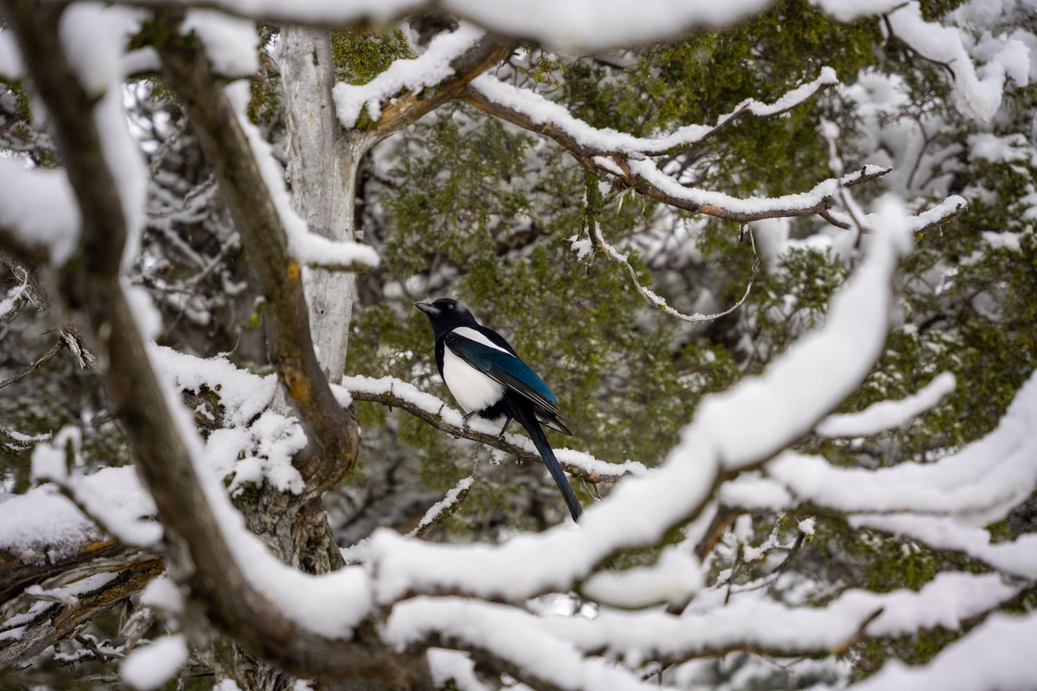 Blue jay perched among snow-covered tree branches in winter.