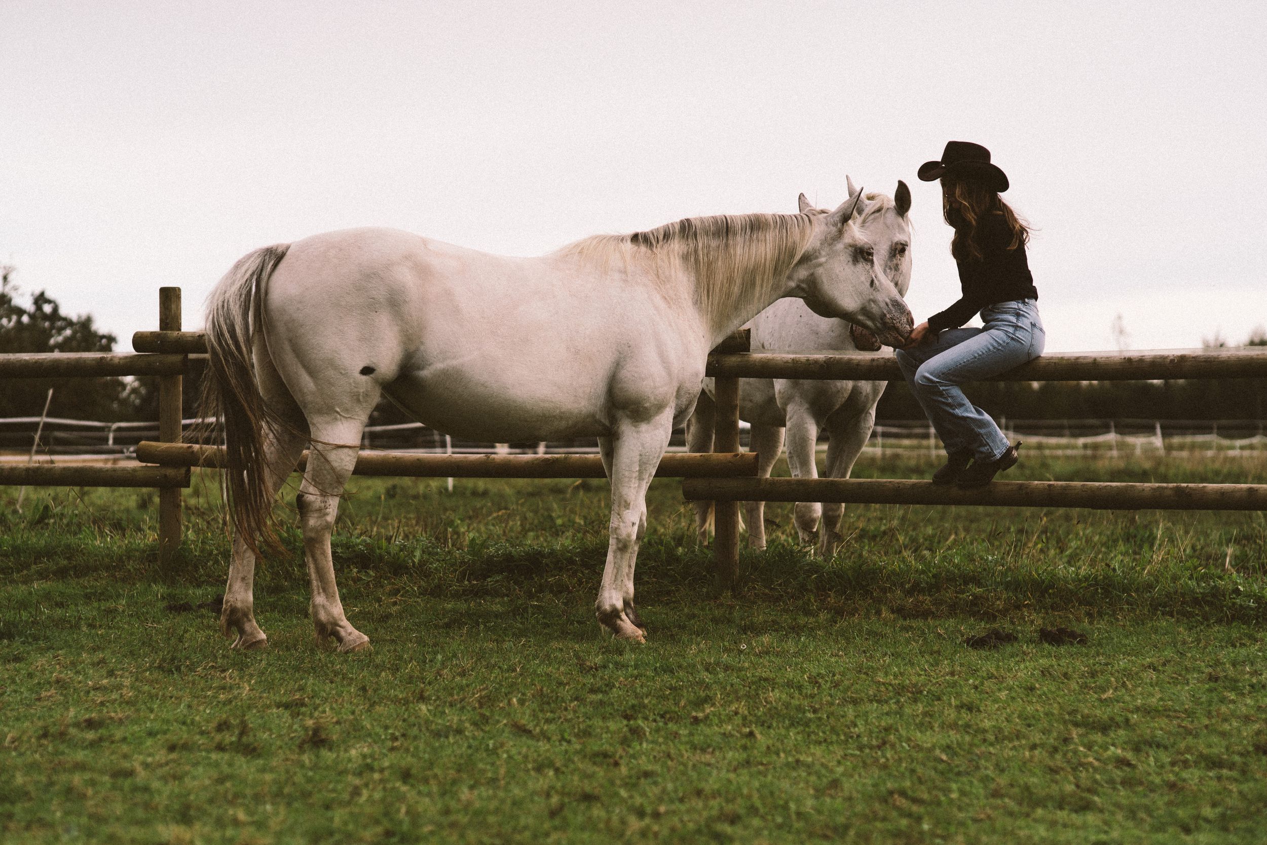 aesthetic horse Portrait