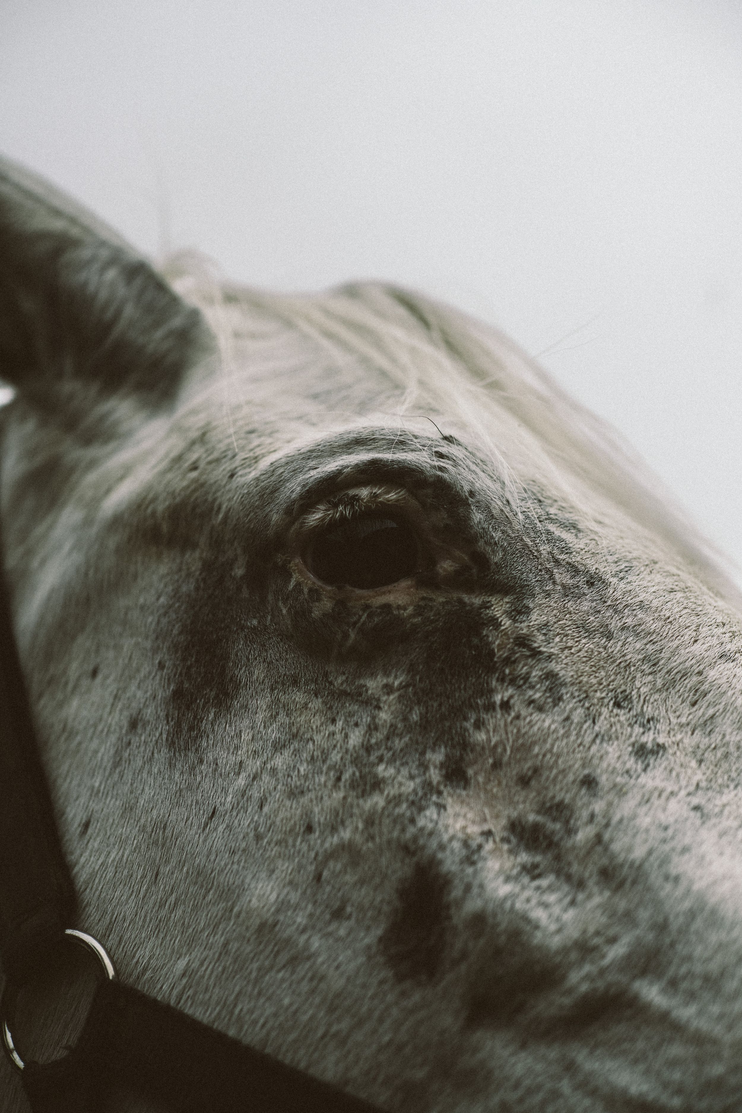 Horse Eye