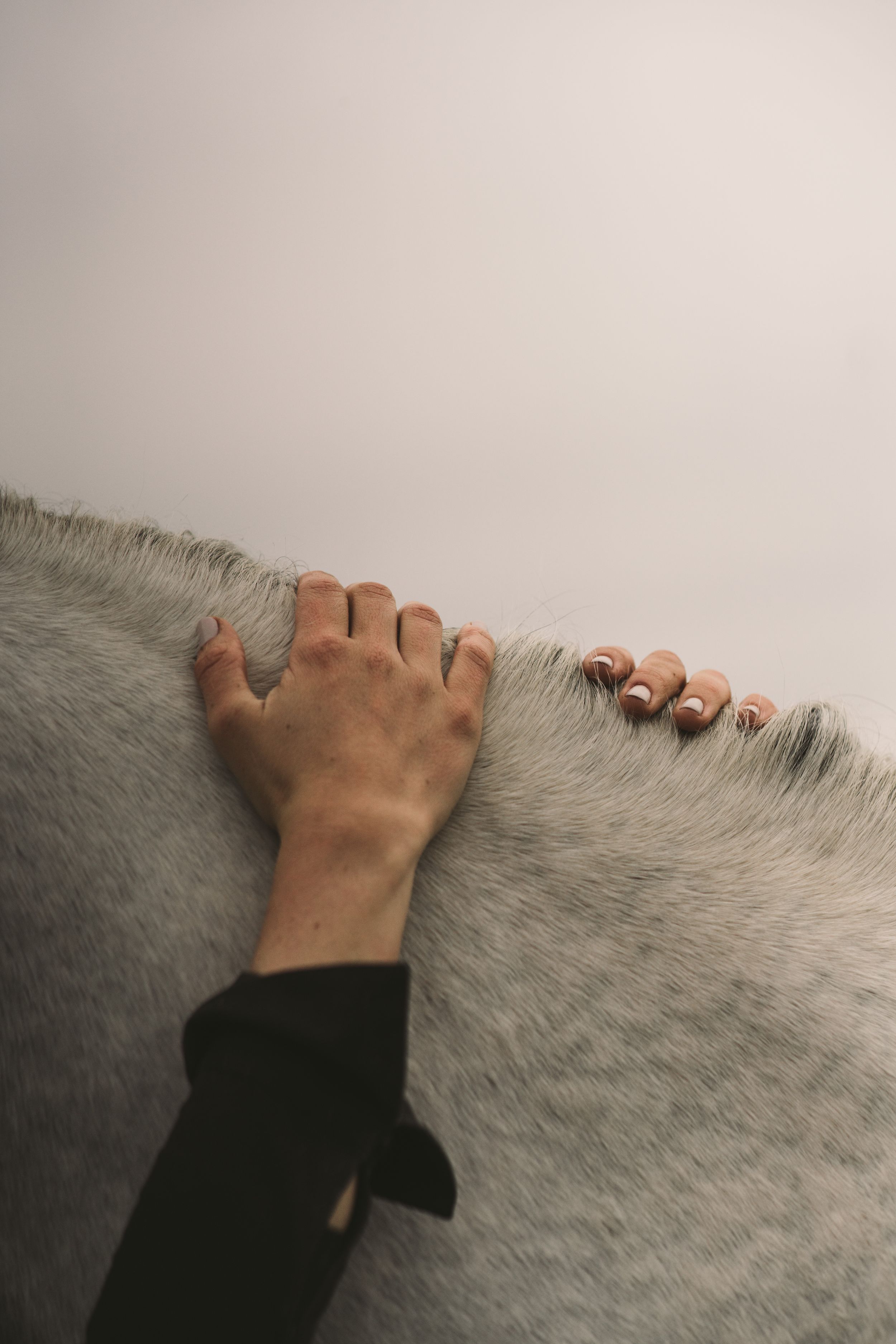 aesthetic horse