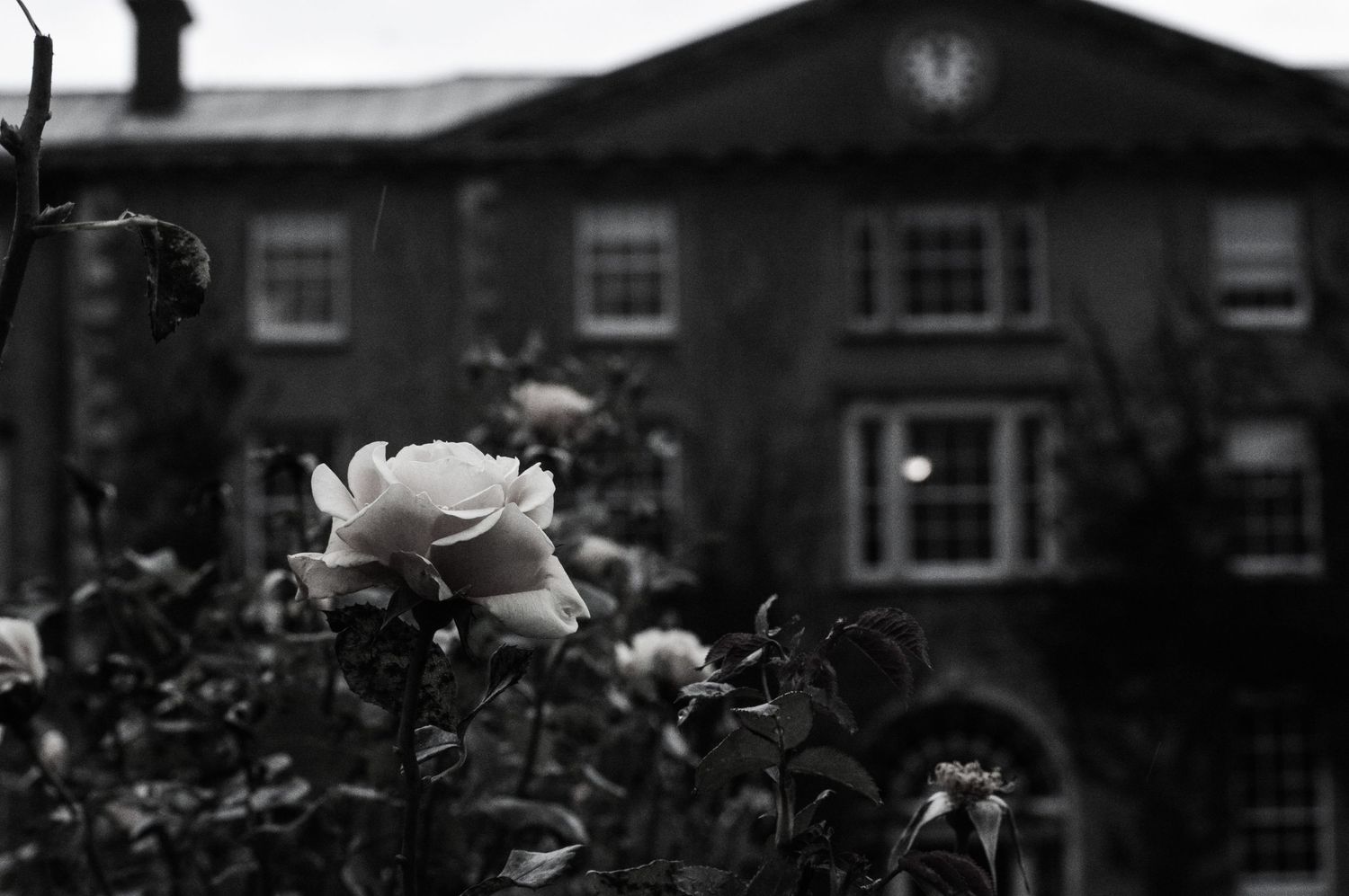 Rose in Maynooth, Ireland
