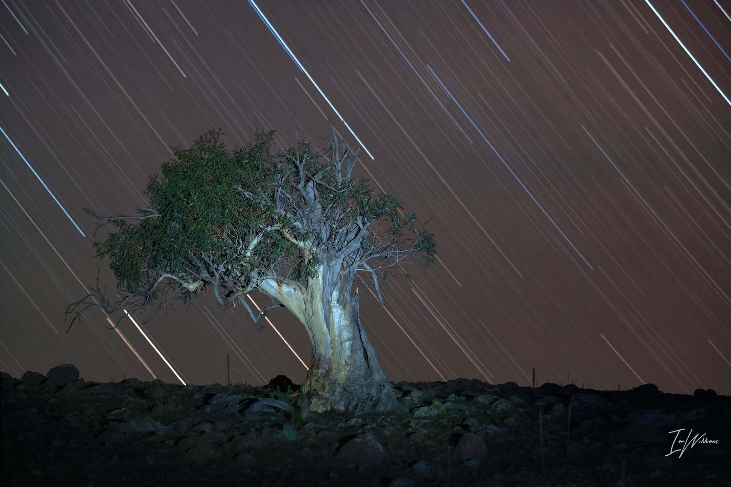 Monaro snow gum star trail