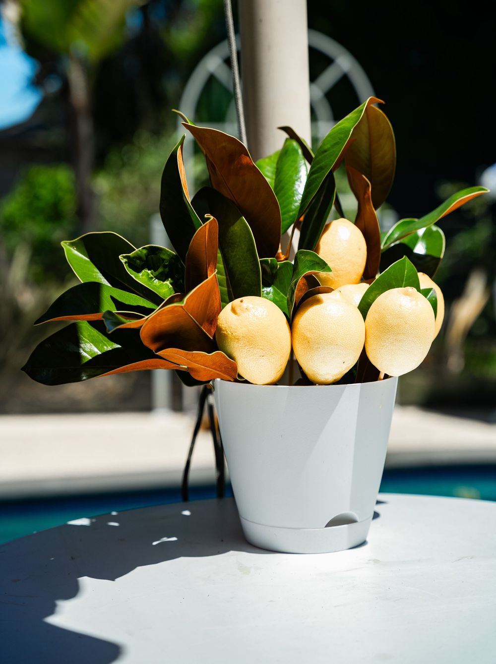 Fresh magnolia tree branch with crisp green leaves and white buds in a white ceramic pot against sunlit background.