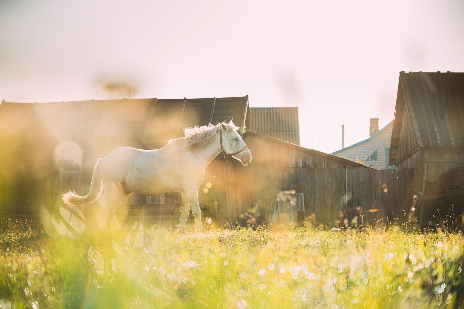 white horse