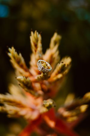 Close-up of a sparkling diamond engagement ring balanced on dried flowers in warm golden light.