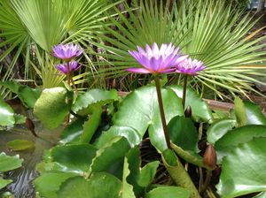 Purple water lily flowers bloom above green lily pads in a tranquil pond with palm fronds in the background.
