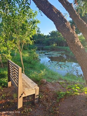 Wooden bench beside a large tree overlooking a serene lily pond surrounded by lush green vegetation on a sunny day.