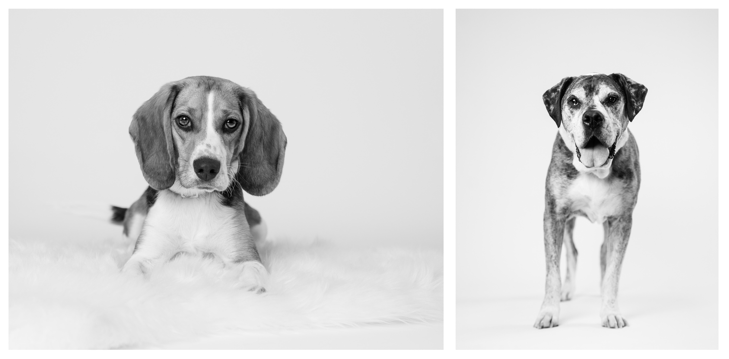 Black and white diptych of a Beagle puppy lying down and an adult mixed-breed dog standing, both on white backgrounds.