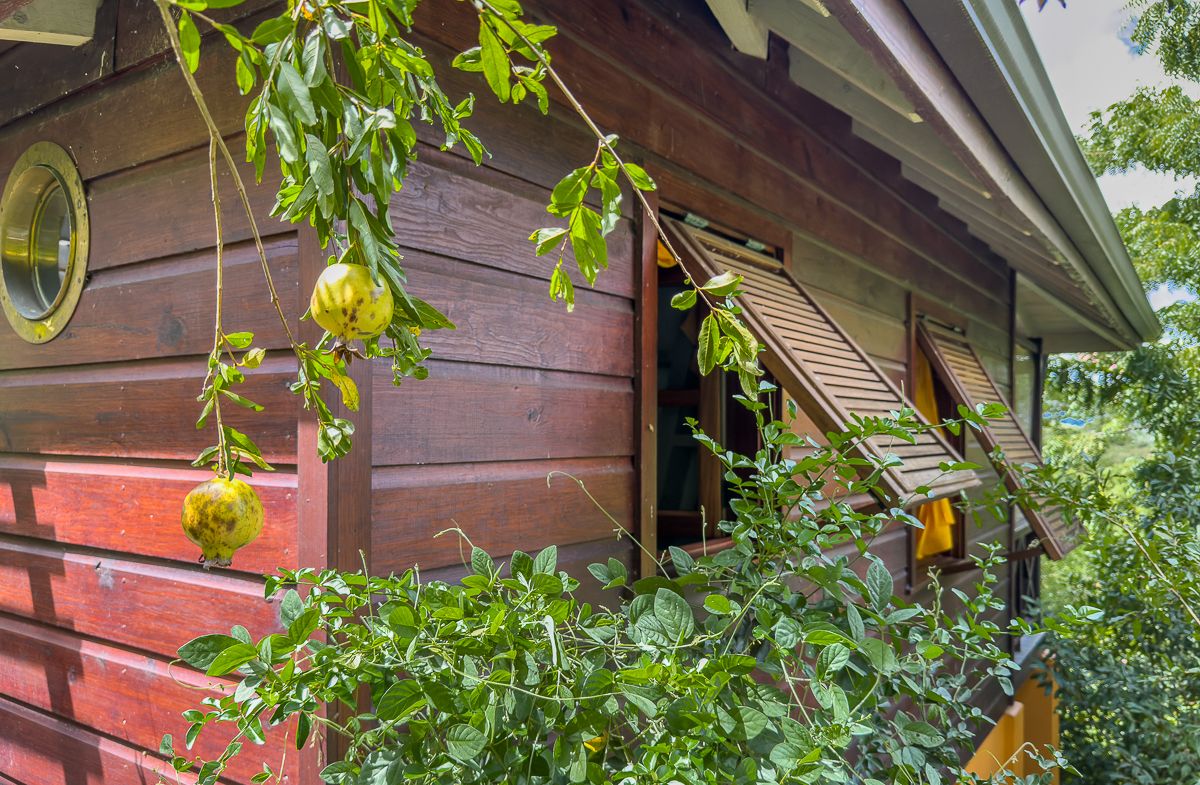 Rustic wooden cabin with round window, louvered shutters, and tropical fruit tree in lush garden setting.