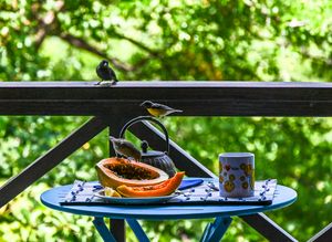 Two colorful birds perched on a table with fresh papaya and coffee cup on a lush green balcony.