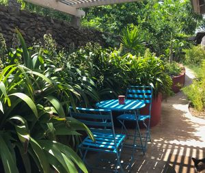 Bright blue bistro table and chairs set in a lush tropical garden patio surrounded by green plants.