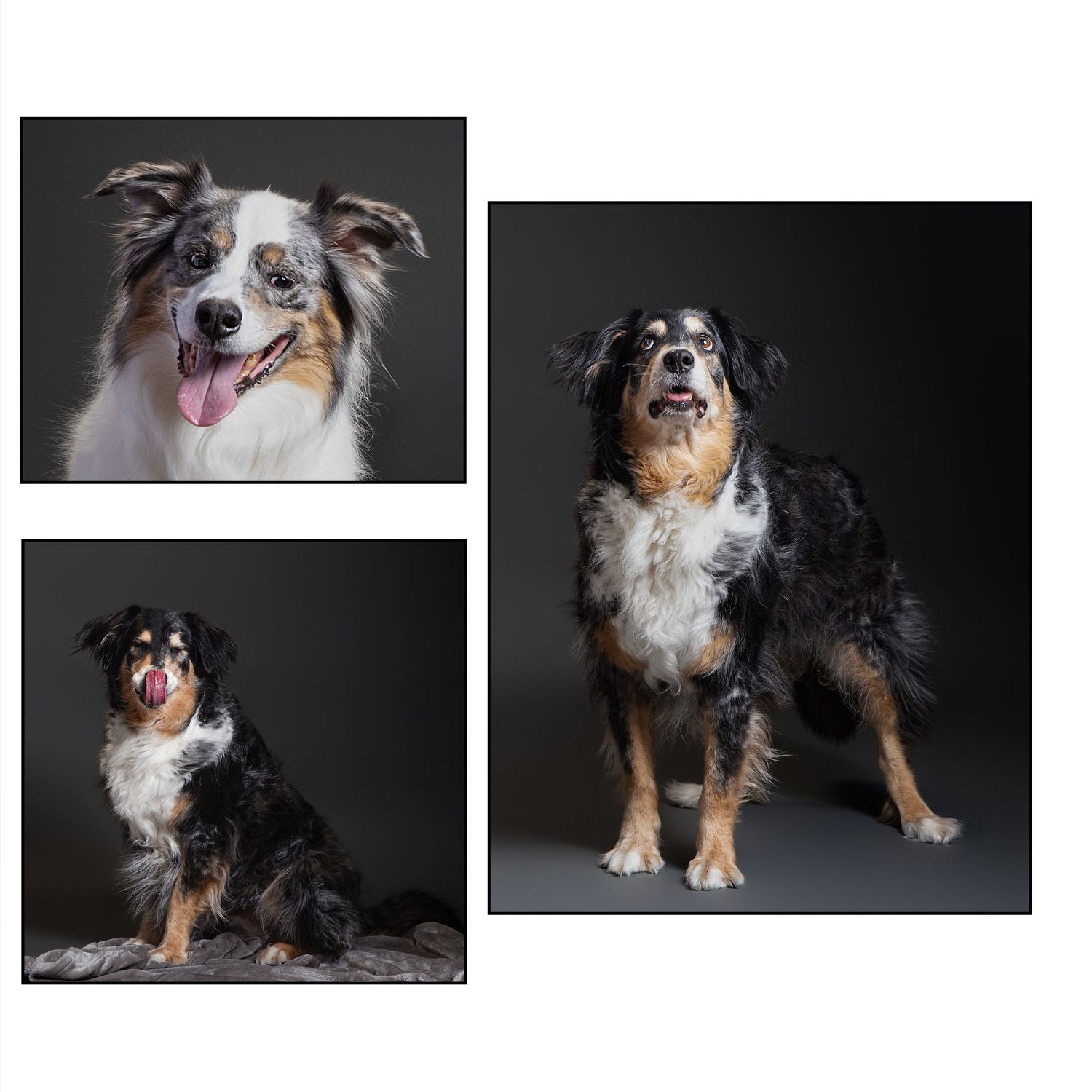 A collage of three professional studio portraits of an Australian Shepherd dog with merle coat, tongue out, posing on dark background.