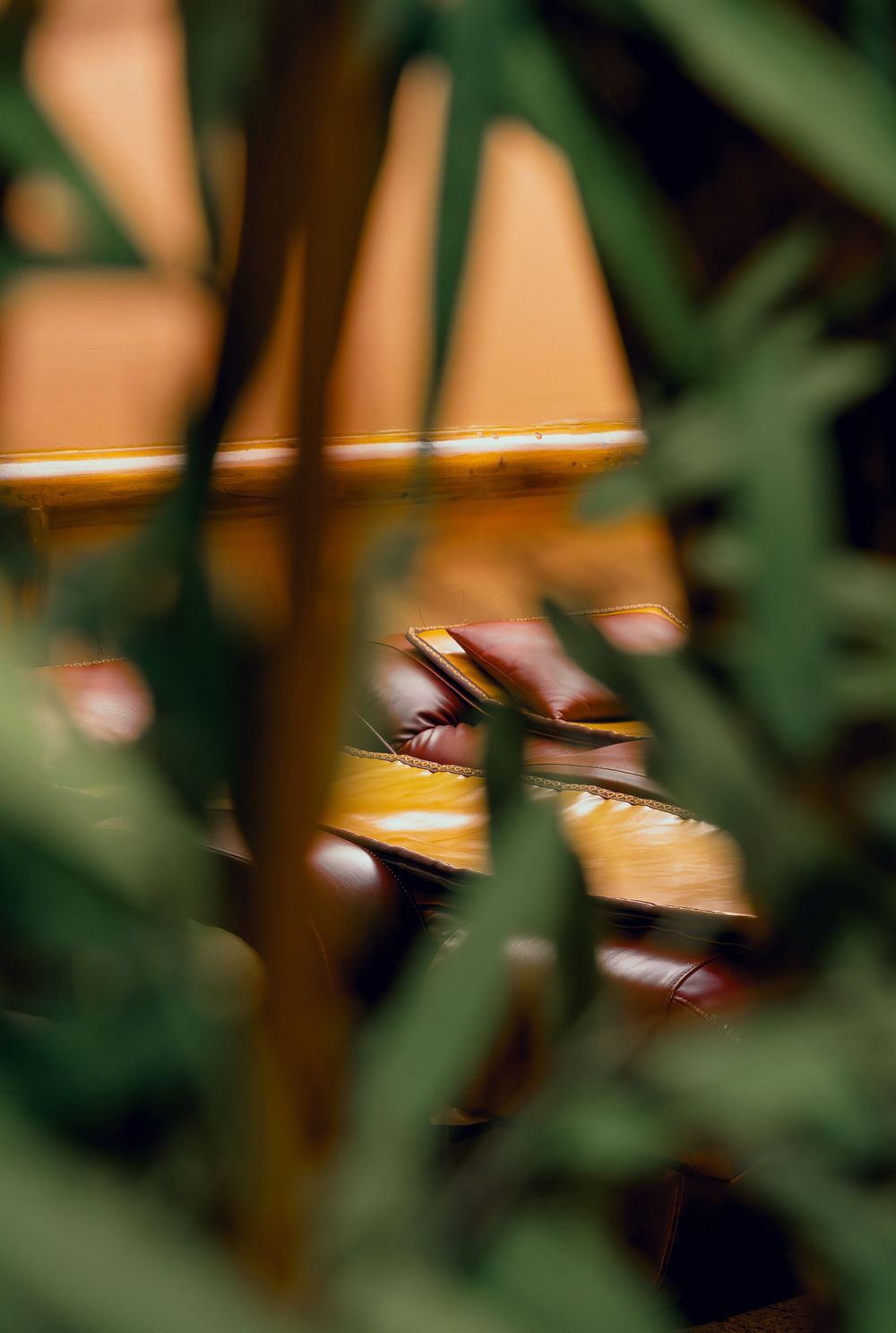 A piano keyboard partially visible through lush green foliage in a softly blurred artistic composition.