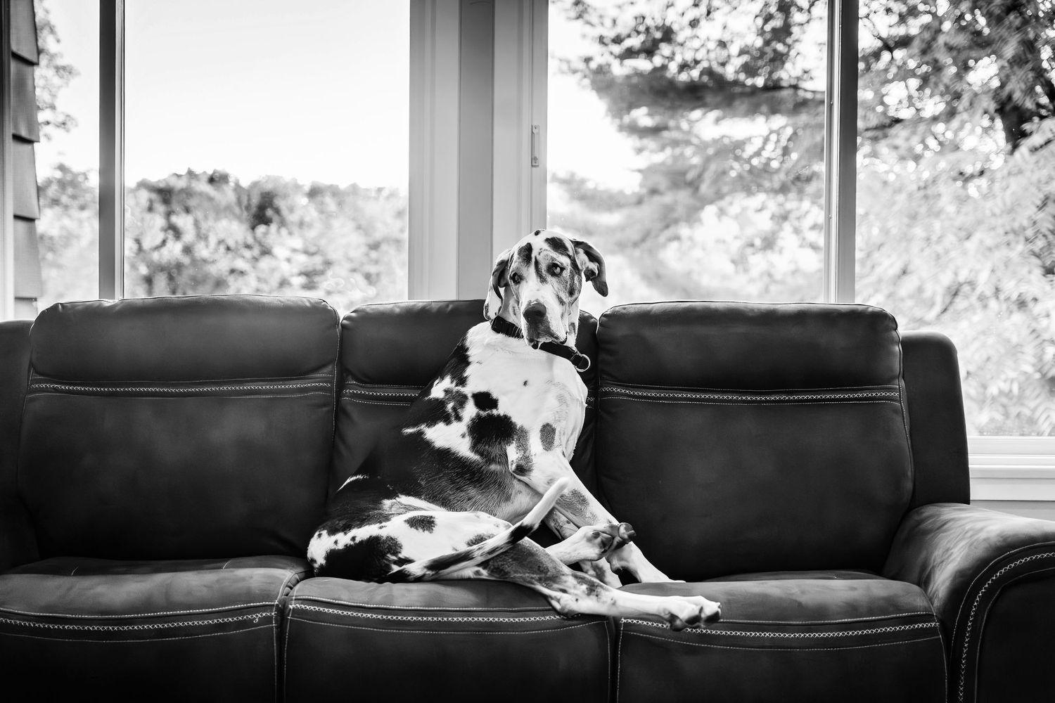 Heartwarming series of photos showing a brown pitbull and someone sitting together on a white rug by a gold velvet couch.
