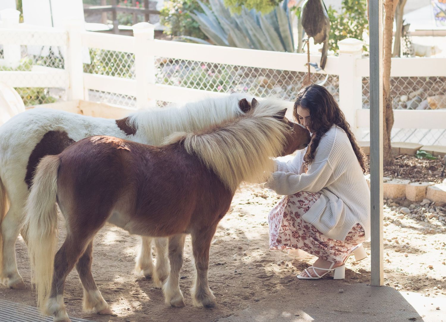 A young woman crouches to pet two small miniature horses, one white and one brown, in a sunny outdoor farm setting.