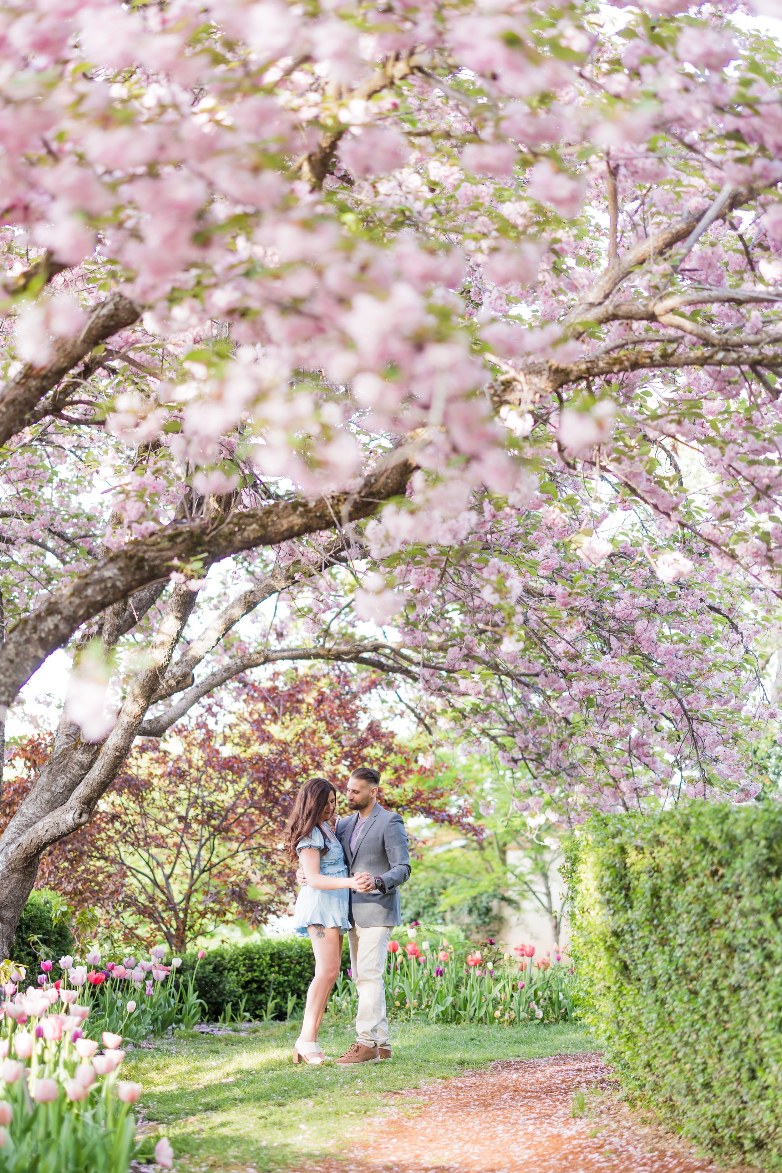 Couple embracing under blooming pink cherry blossom trees in a lush spring garden with colorful tulips.