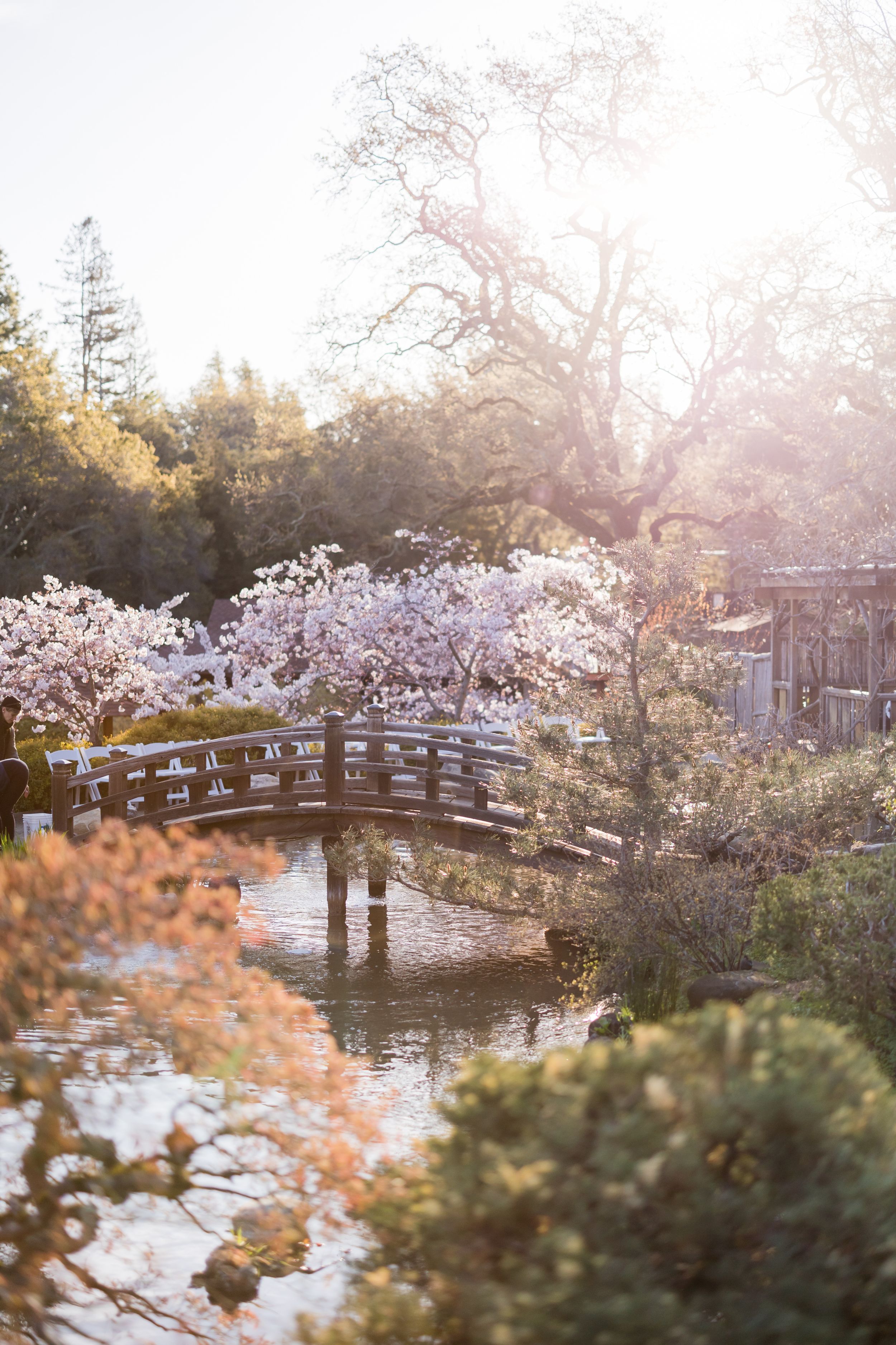 Wooden arched bridge over a tranquil pond surrounded by blooming cherry blossom trees in a Japanese garden.