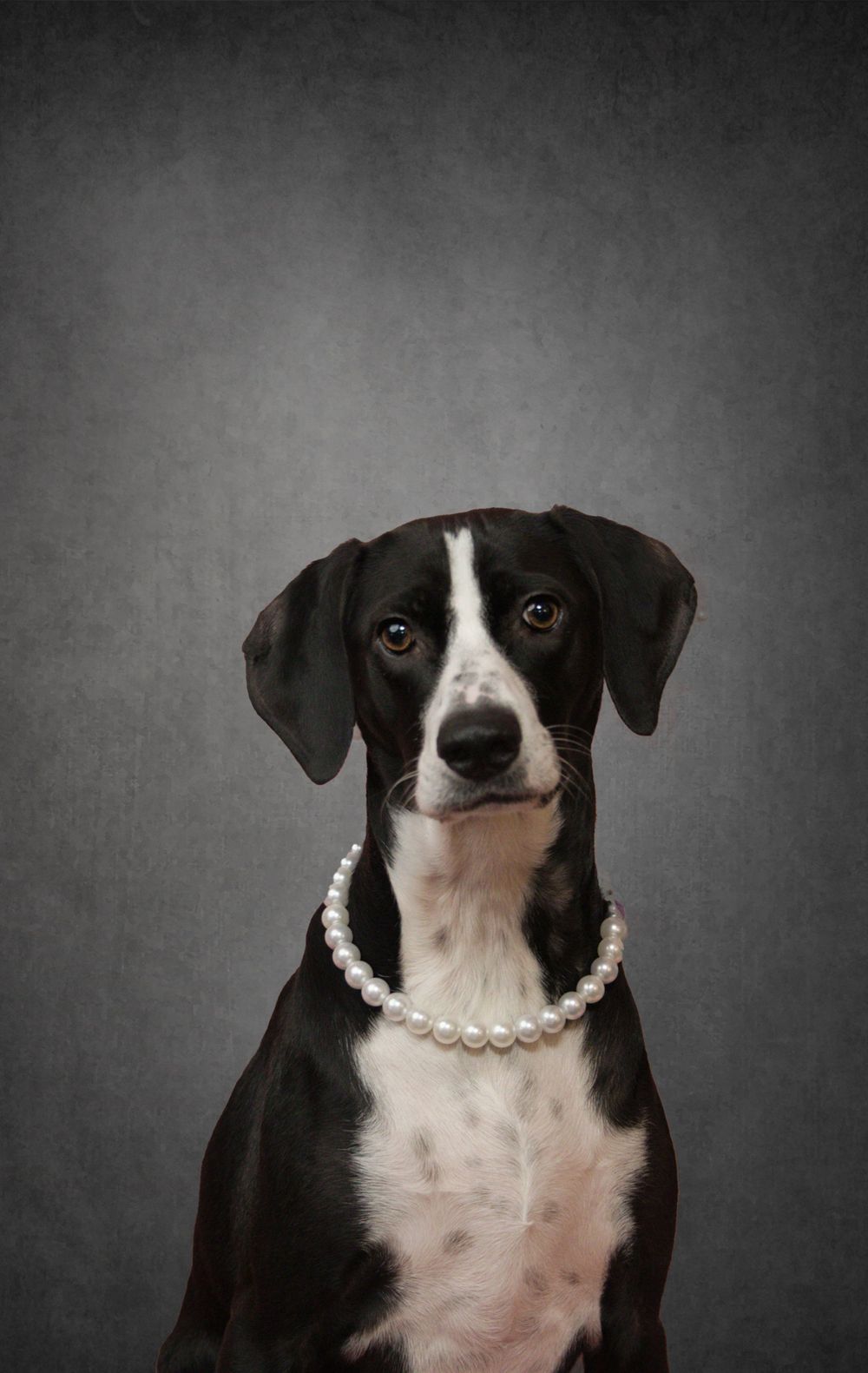 Fine Art Studio portrait of dog by MJoy Photos