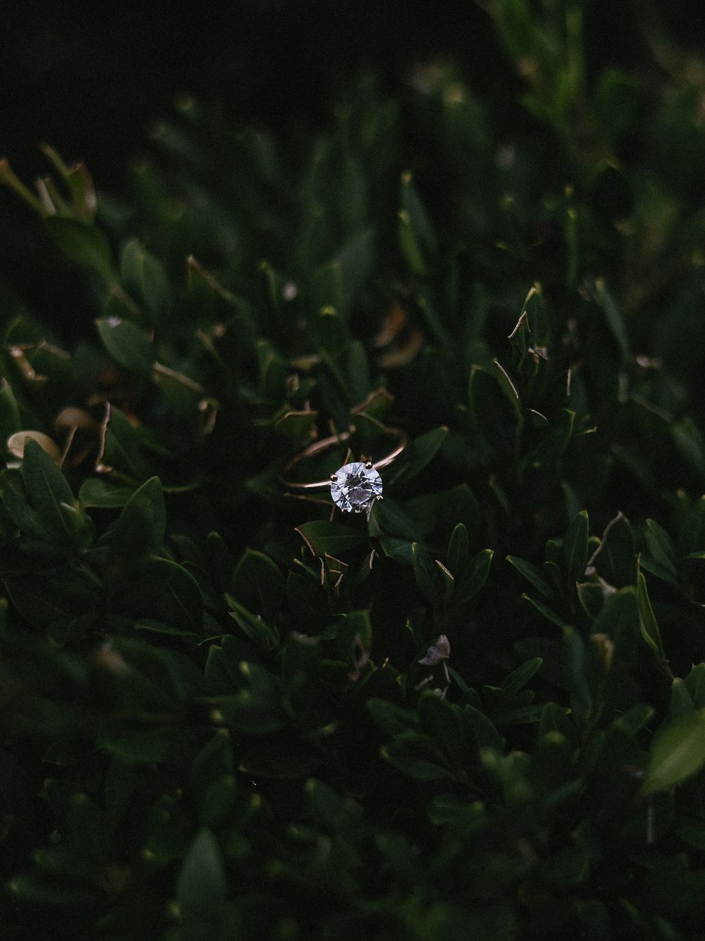 Diamond solitaire engagement ring nestled among dark green leafy bushes outdoors.