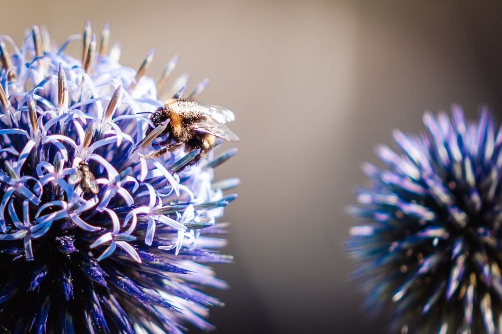 A honeybee collecting pollen on a vibrant blue globe thistle flower with a blurred background.