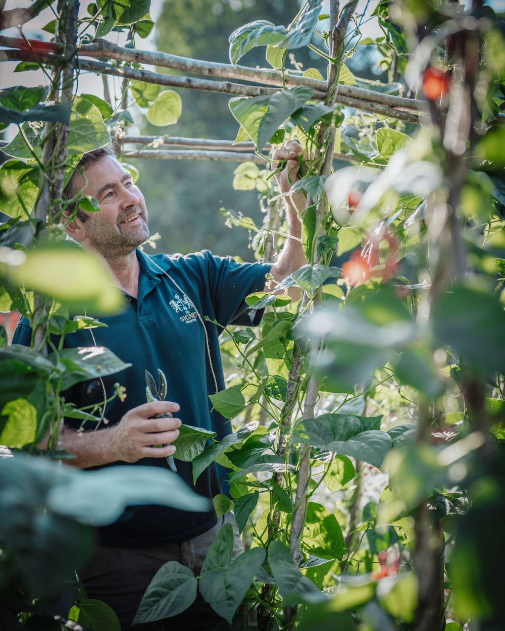 Man in blue polo shirt tending to climbing plants in a lush garden trellis outdoors.
