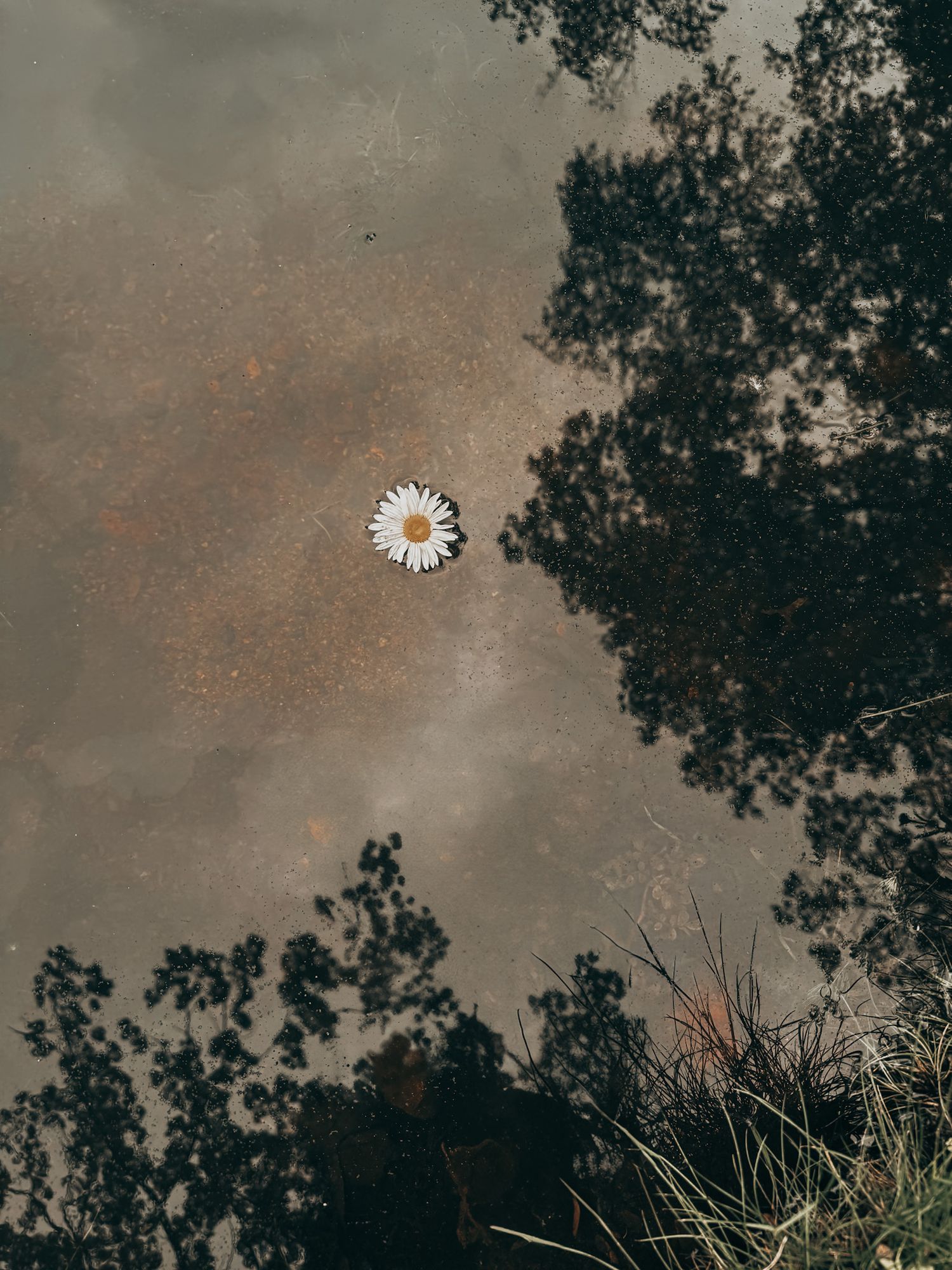 A white daisy flower floating on a reflective pond surface with tree silhouettes mirrored in the calm water.