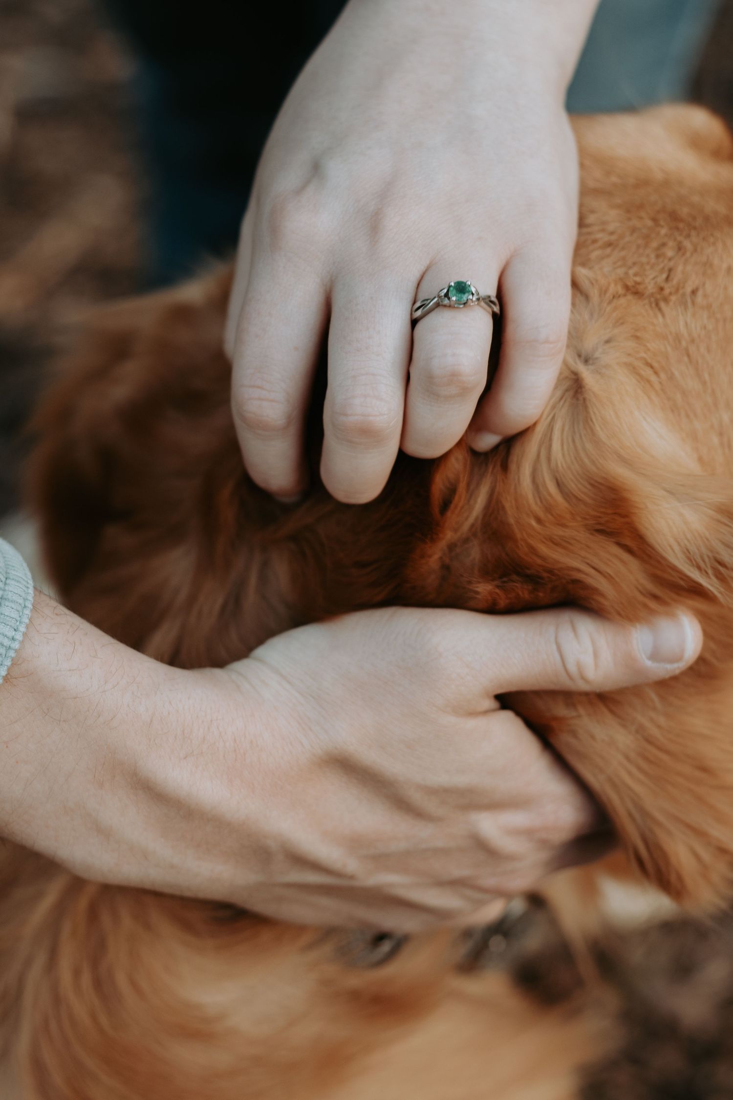 Two hands petting a golden retriever, one adorned with a elegant silver ring featuring a teal gemstone.