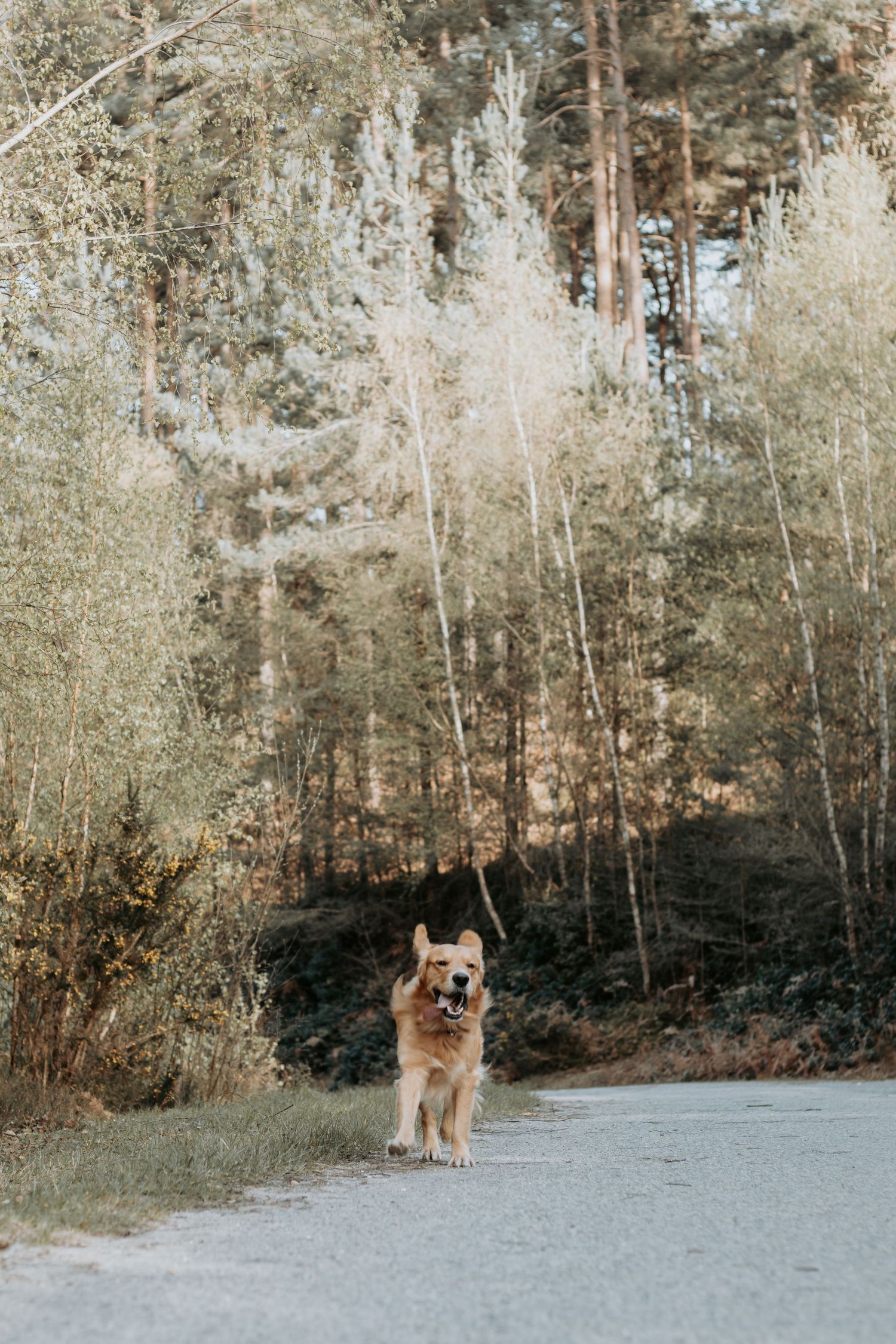 A happy golden dog stands on a forest path surrounded by tall trees and lush greenery on a sunny day.