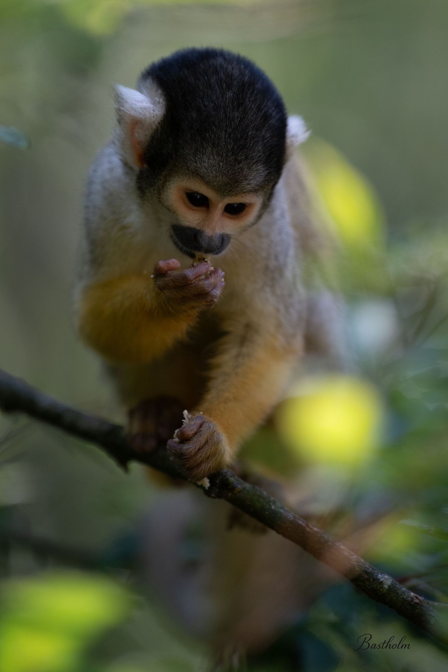 A small squirrel monkey perches on a tree branch in a lush green forest, nibbling on food held in its tiny hands.