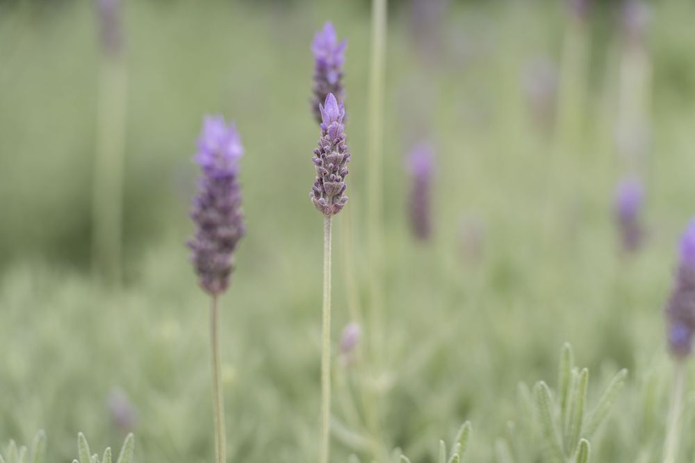 Close-up of purple lavender flowers in bloom with a soft green bokeh background in a lavender field.