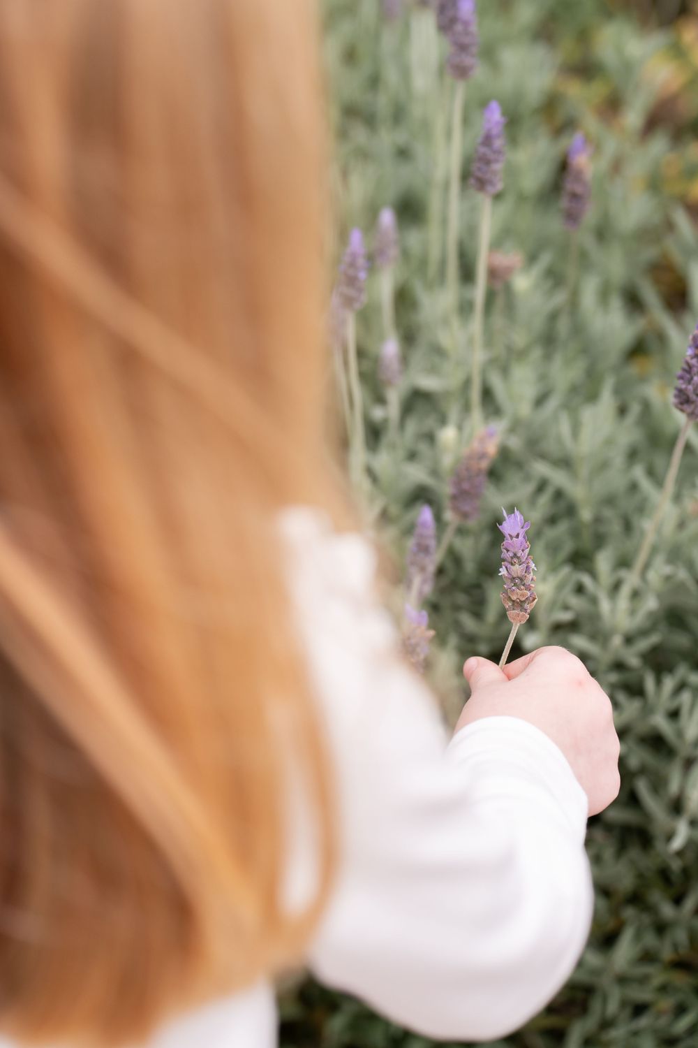A young girl with red hair in a white dress holds a lavender stem in a blooming lavender field.