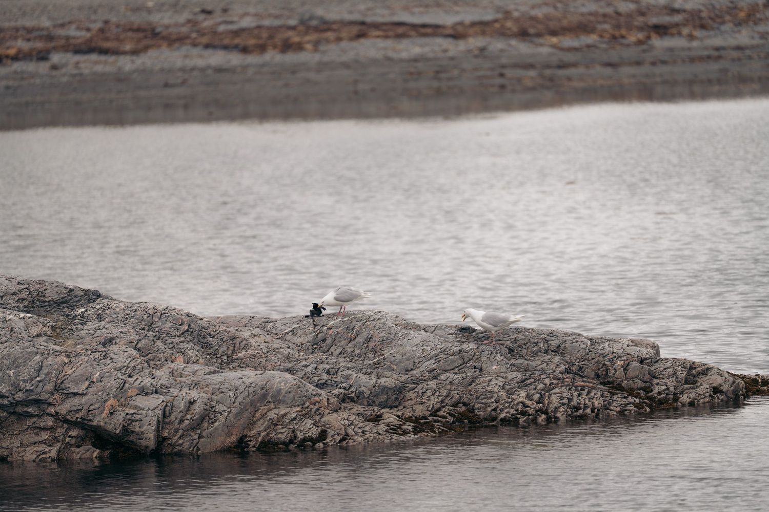goeland avec un guillemot dans le bec en chasse